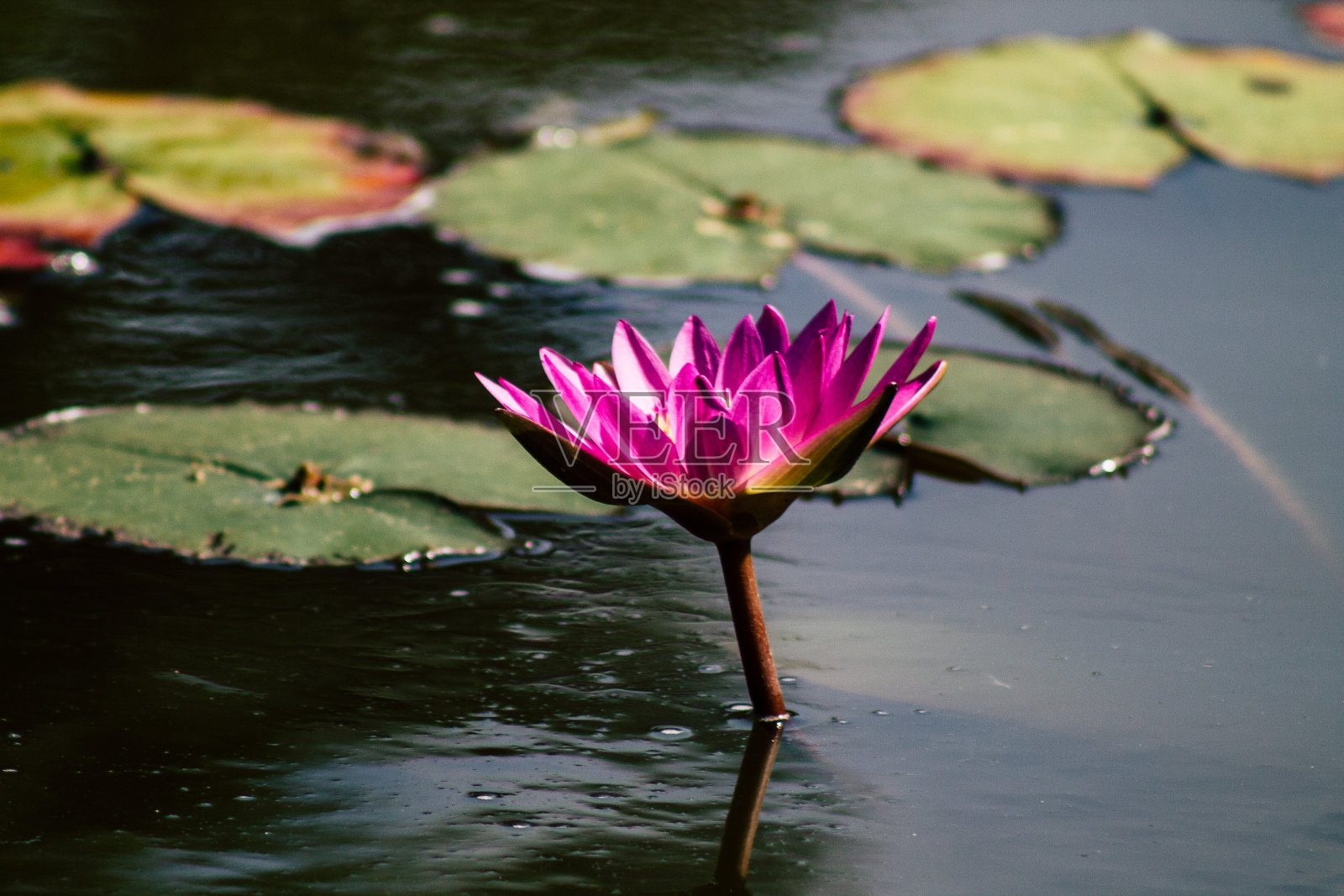 以色列的颜色照片摄影图片