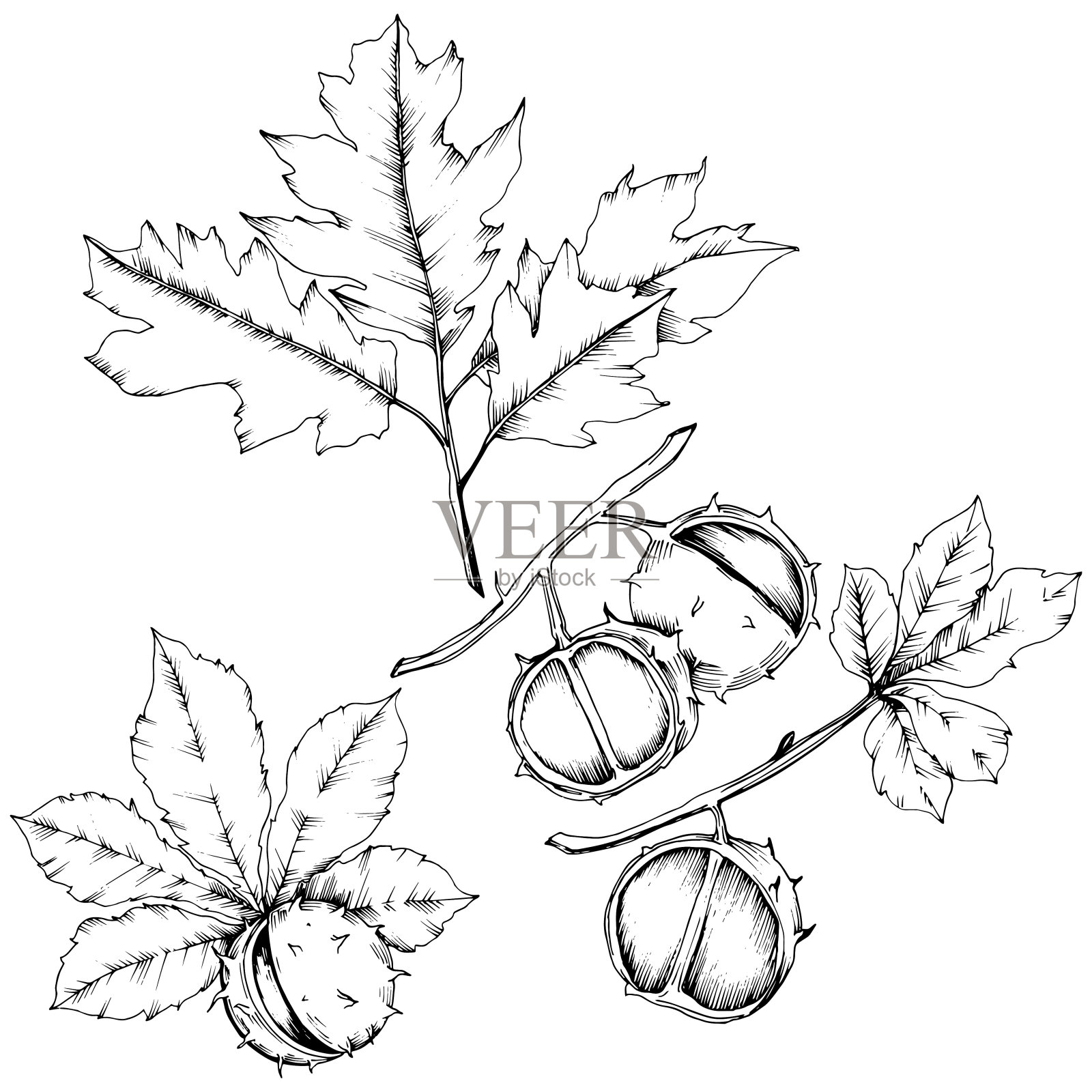 矢栗树和秋叶。叶植物植物园花的叶子。插画图片素材