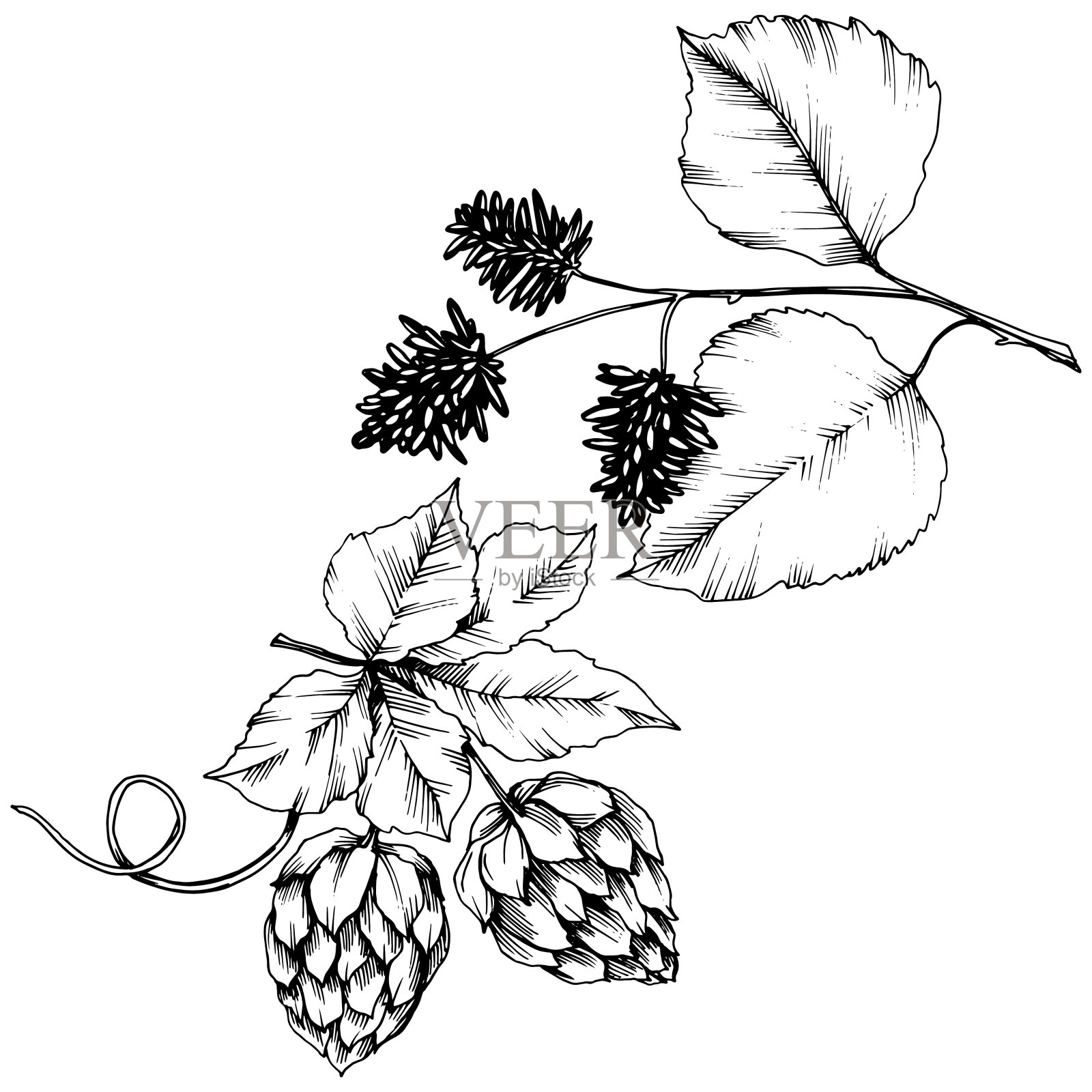 向量秋叶。孤立的插画元素。叶植物植物园花的叶子。插画图片素材