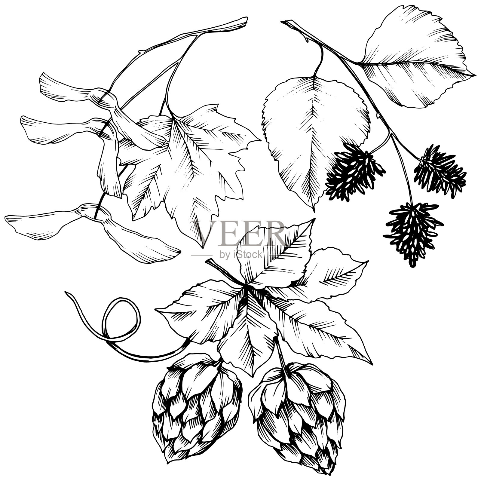 向量秋叶。孤立的插画元素。叶植物植物园花的叶子。插画图片素材