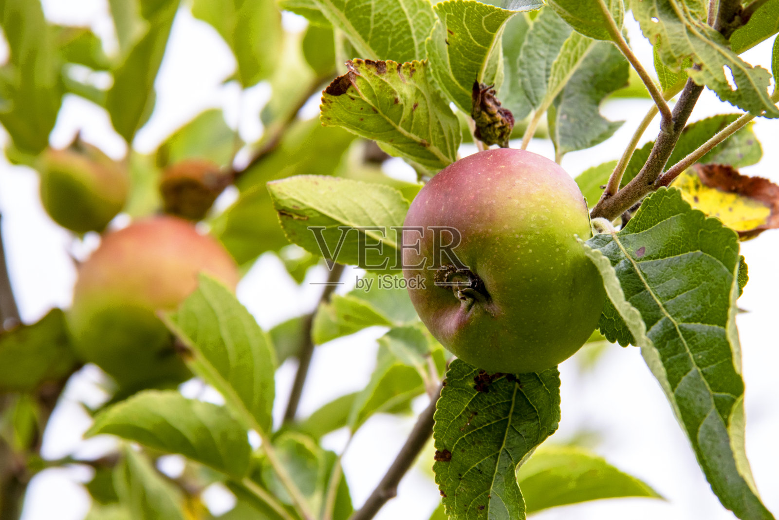 苹果在树枝上照片摄影图片