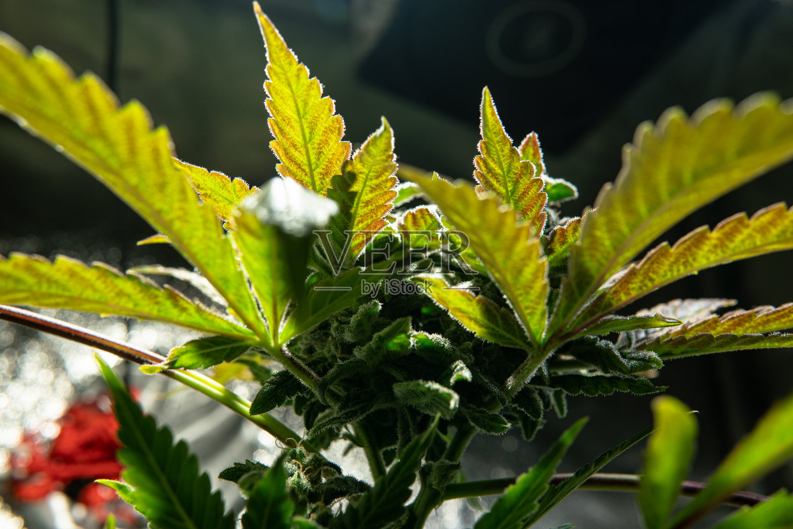 在室内种植医用大麻在镜头转换的效果。大大麻花蕾的特写。照片摄影图片