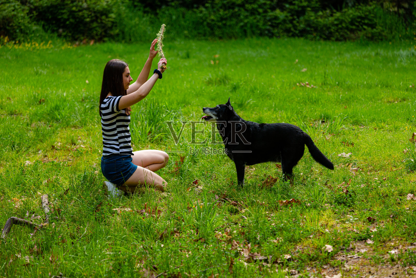 在当地的狗公园散步照片摄影图片