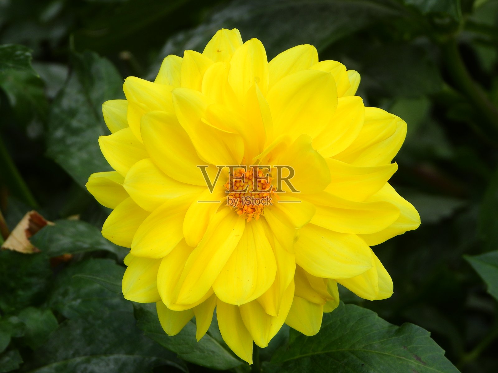 大丽照片摄影图片