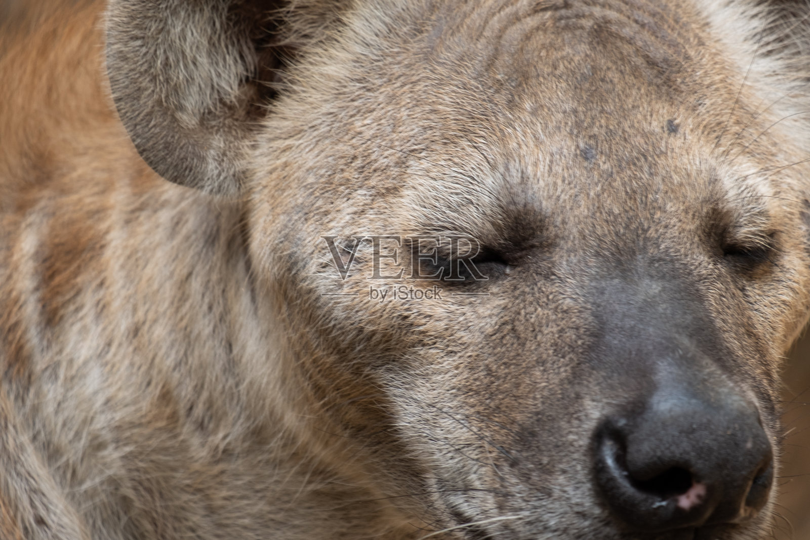 土狼照片摄影图片