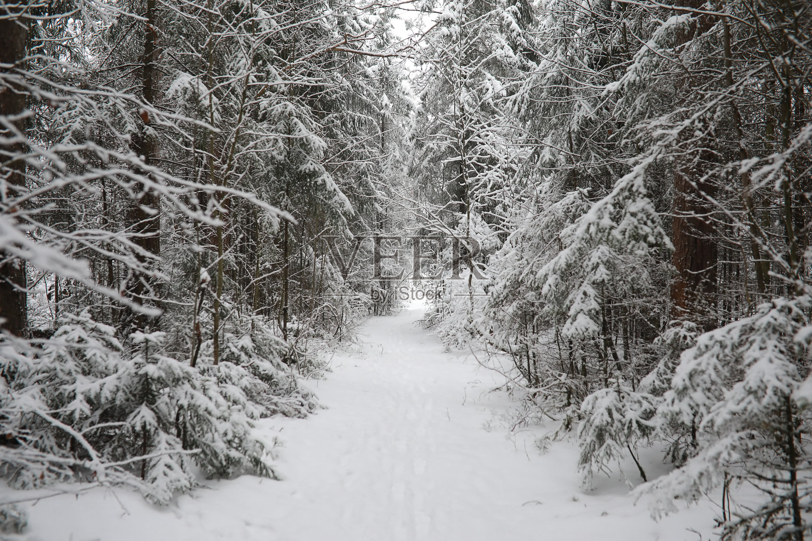 冬天的风景。森林下的雪。公园里的冬天。照片摄影图片