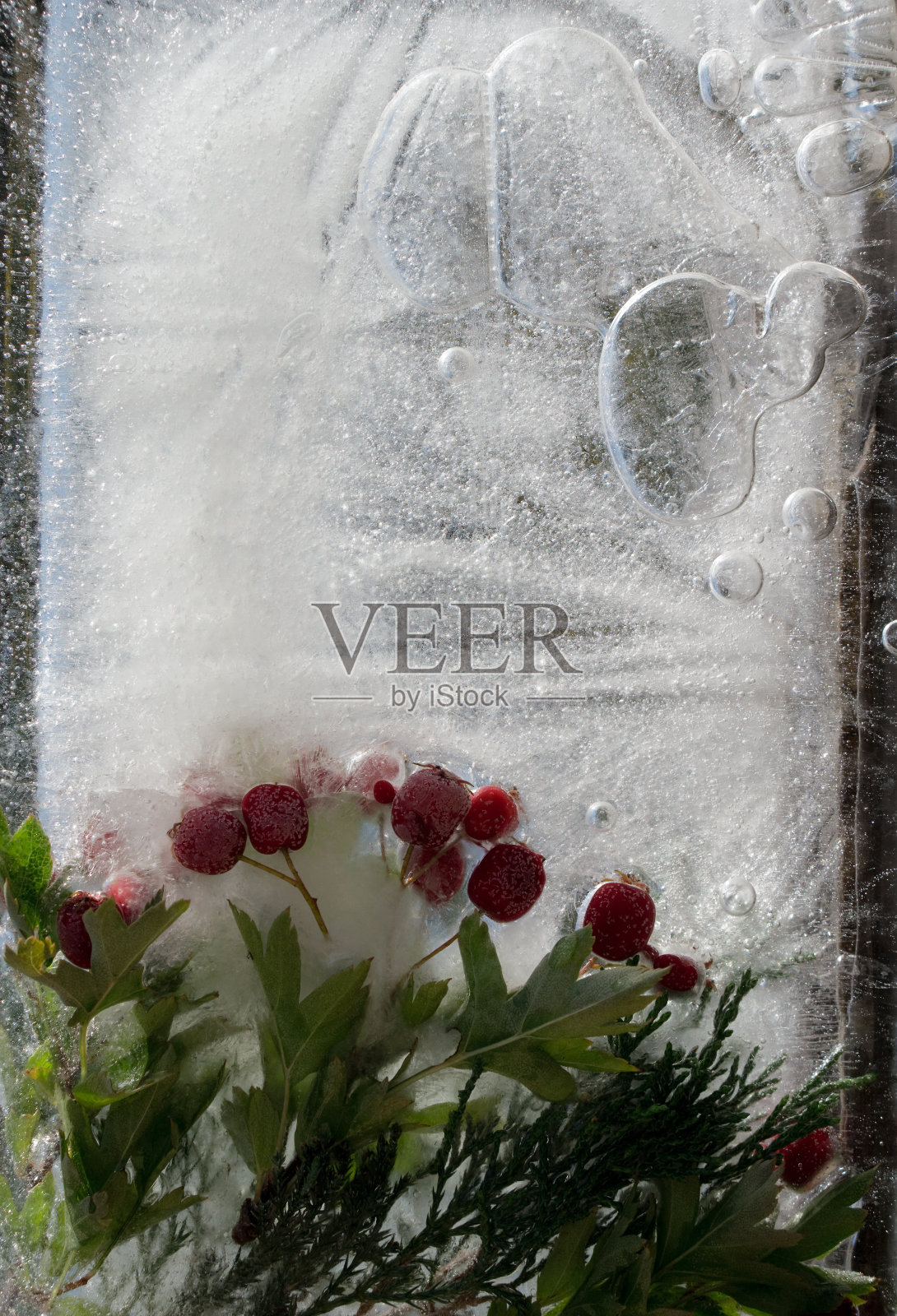 冰冻山楂红浆果和杜松枝的背景照片摄影图片