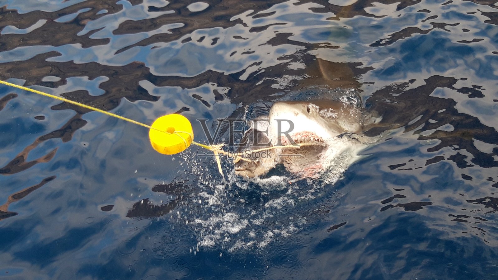 白鲨照片摄影图片