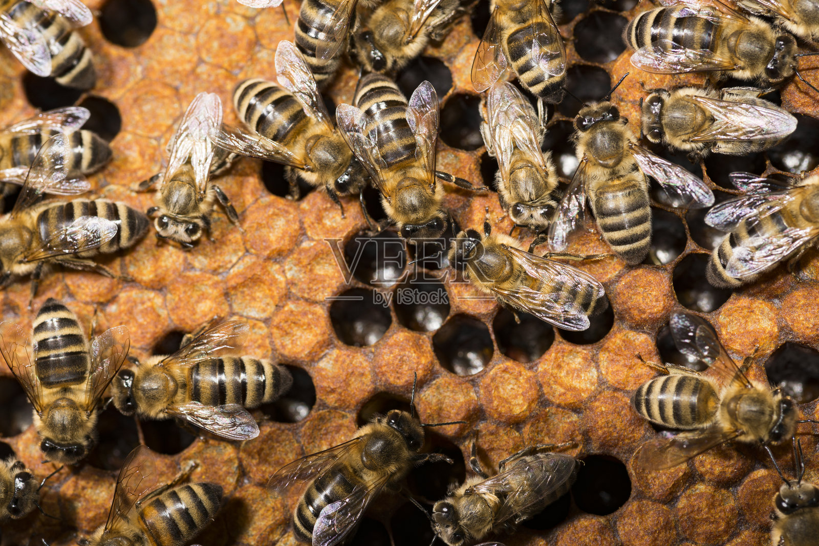 蜂箱，蜜蜂架照片摄影图片