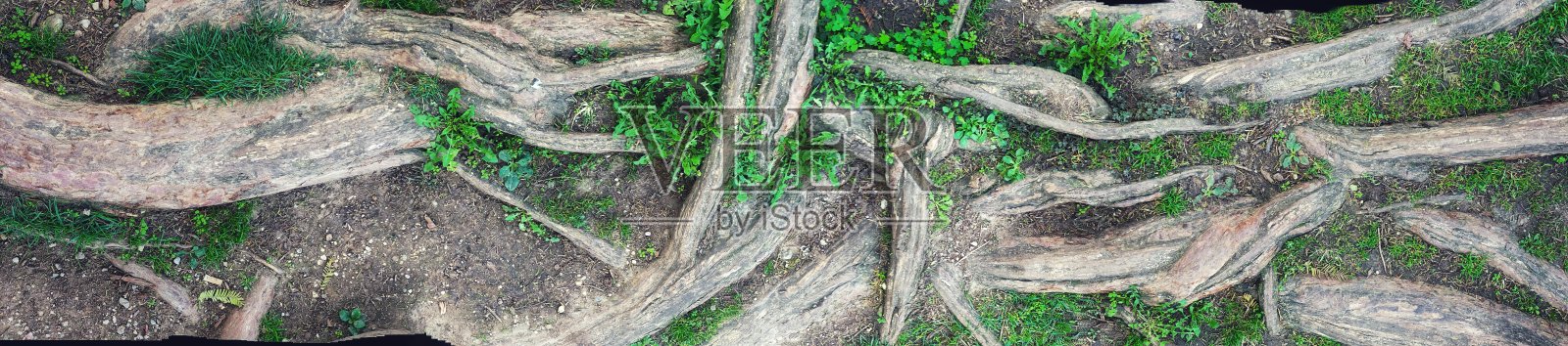 根照片摄影图片