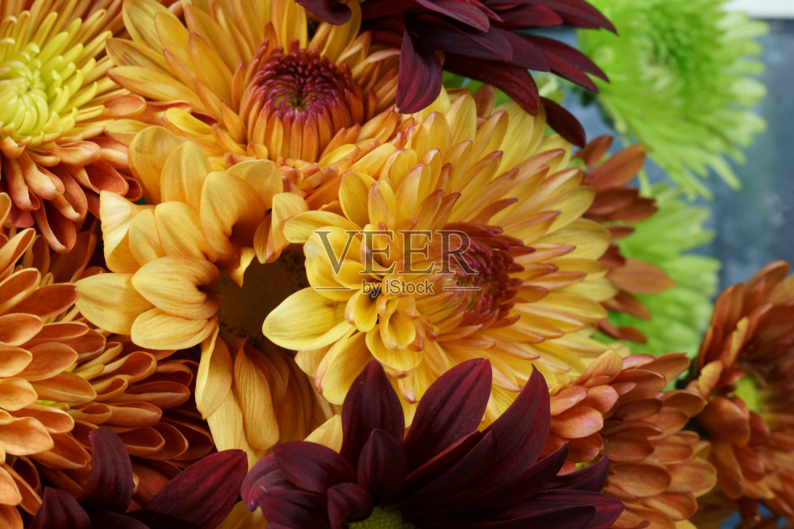 一束菊花照片摄影图片