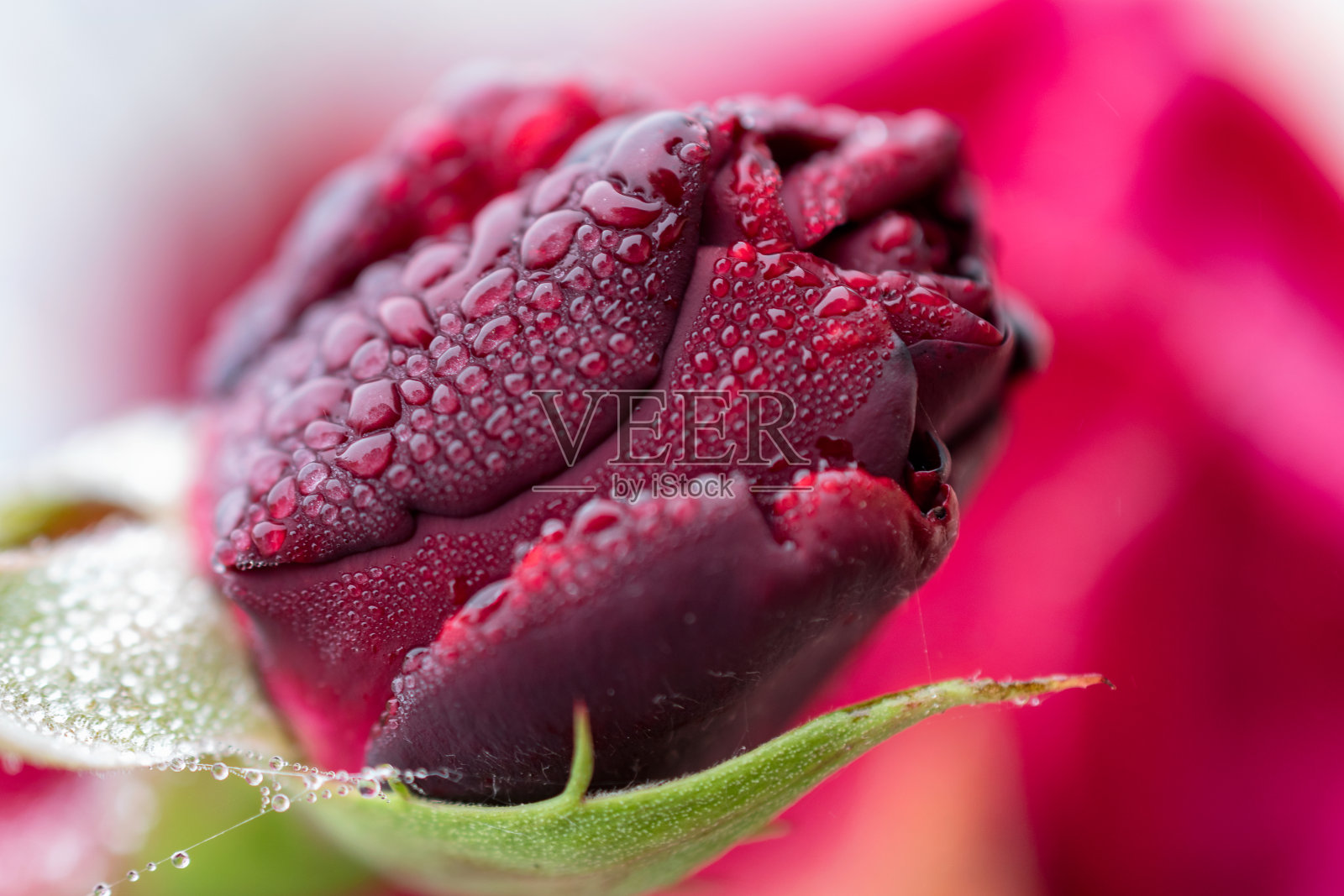 红玫瑰照片摄影图片