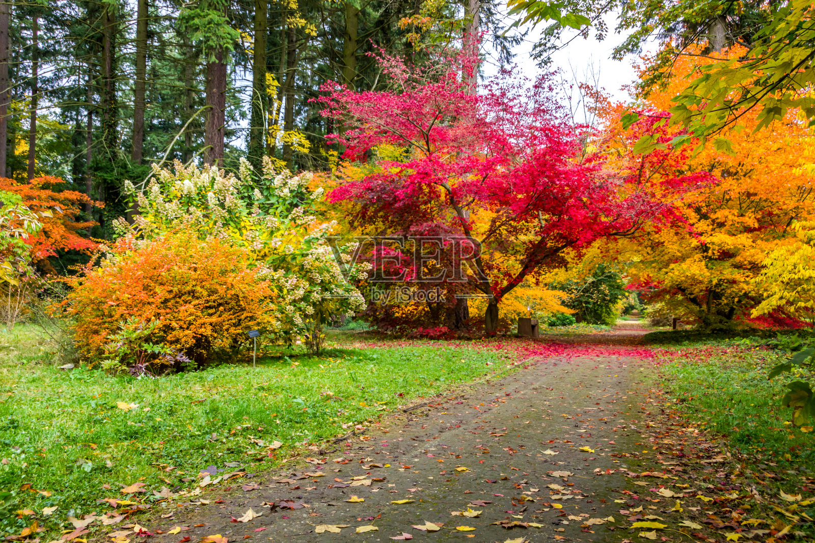 公园里的秋天照片摄影图片