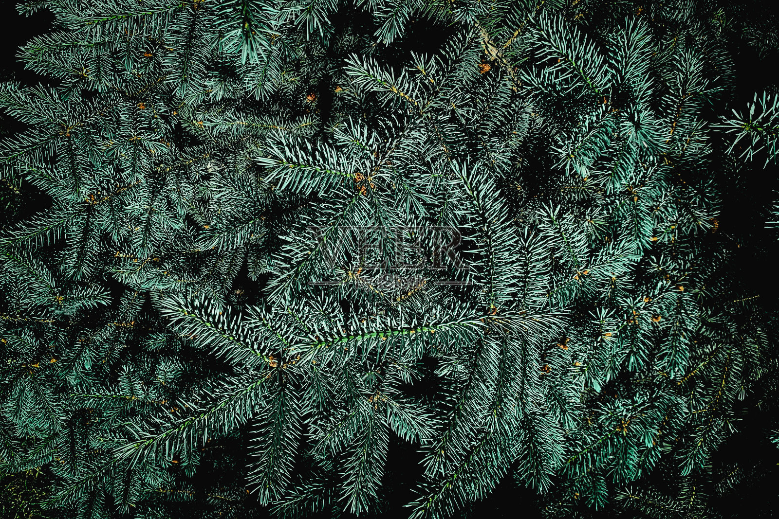 创意的布局由圣诞树的树枝闭合。节日的圣诞节边界新年设计。平的。照片摄影图片