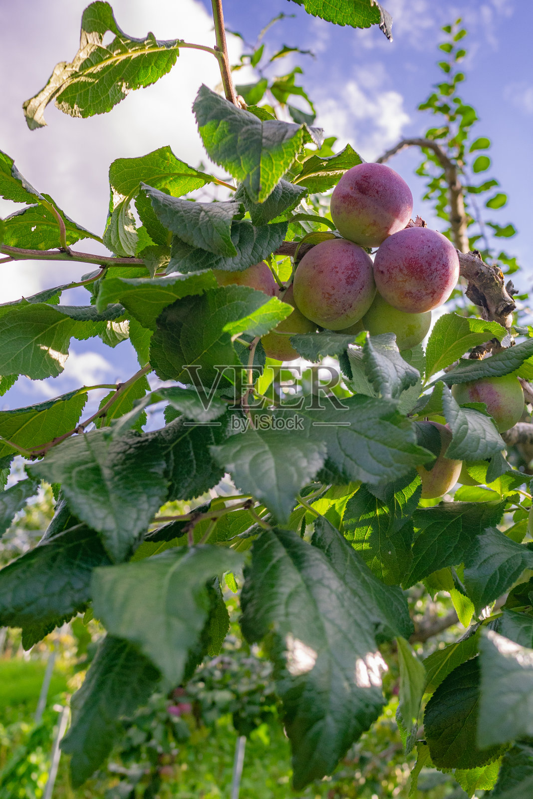 日本北海道的一棵梅树。李是李属中的李亚属的一种水果。照片摄影图片