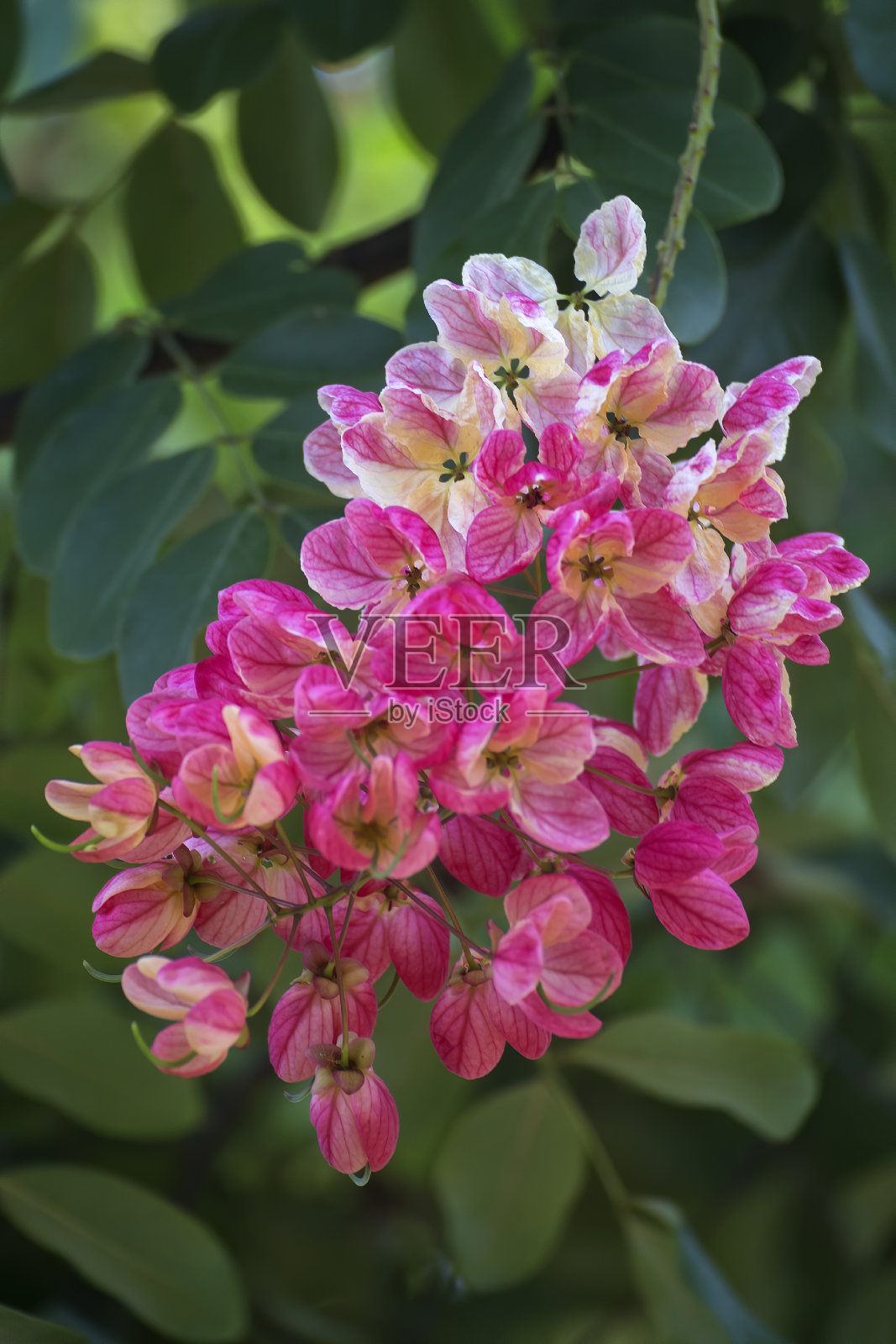 在澳大利亚北昆士兰热带凯恩斯附近生长的爪哇桂皮特写照片摄影图片