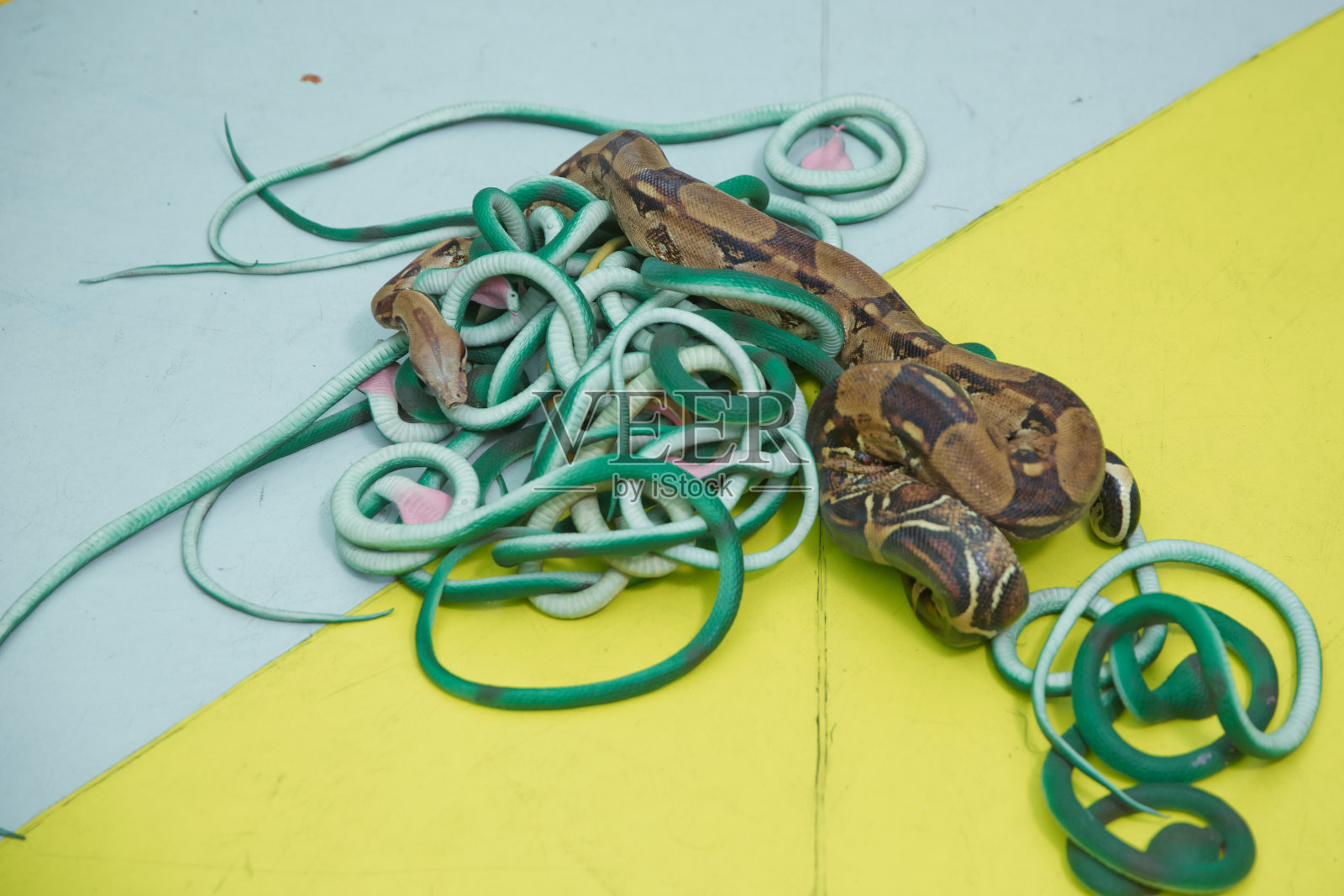 绿色羽毛的蛇。长着灰色尖嘴的蛇。黄色背景上的假蛇和真蛇。照片摄影图片