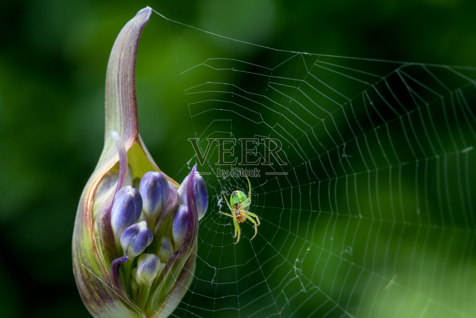 微距的一个小绿蜘蛛在它的蜘蛛网靠近花蕾与复制空间照片摄影图片