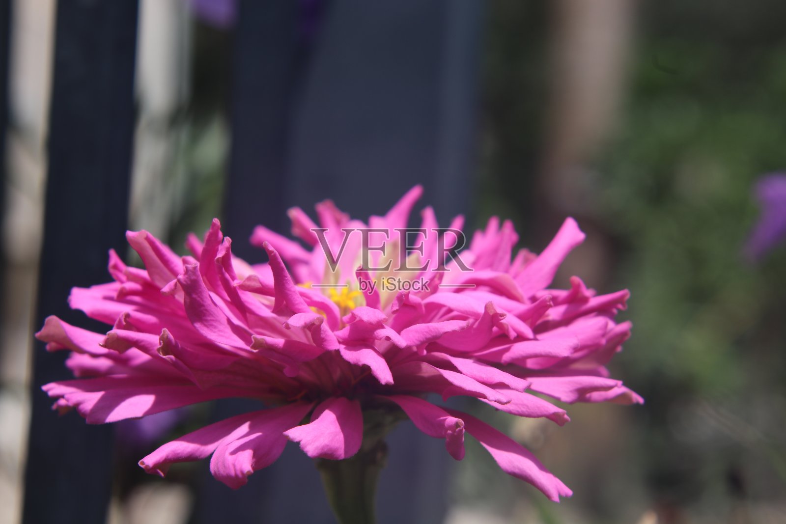 明亮的粉红色百日菊植物生长在绿色的花园与黑色的金属栅栏在明亮的晴天。照片摄影图片