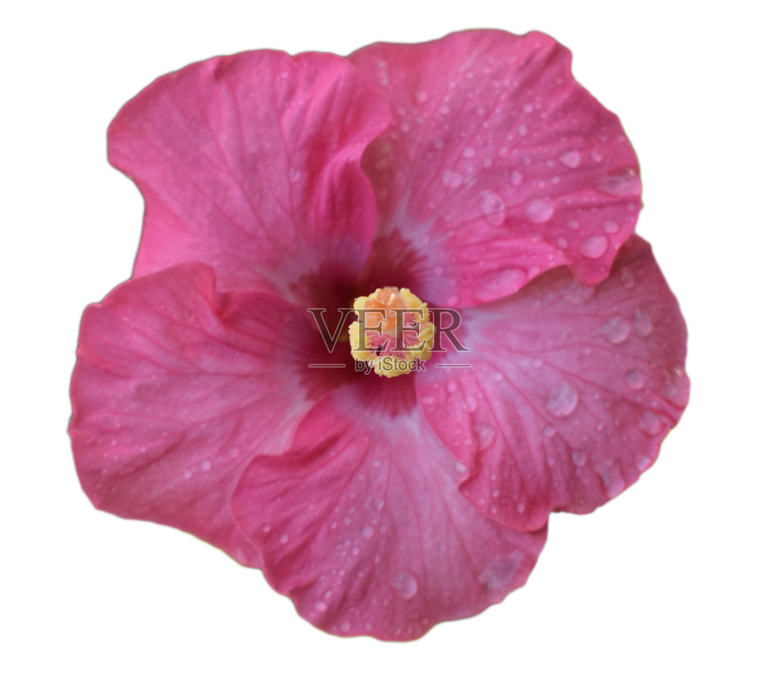 白色背景下的芙蓉花照片摄影图片