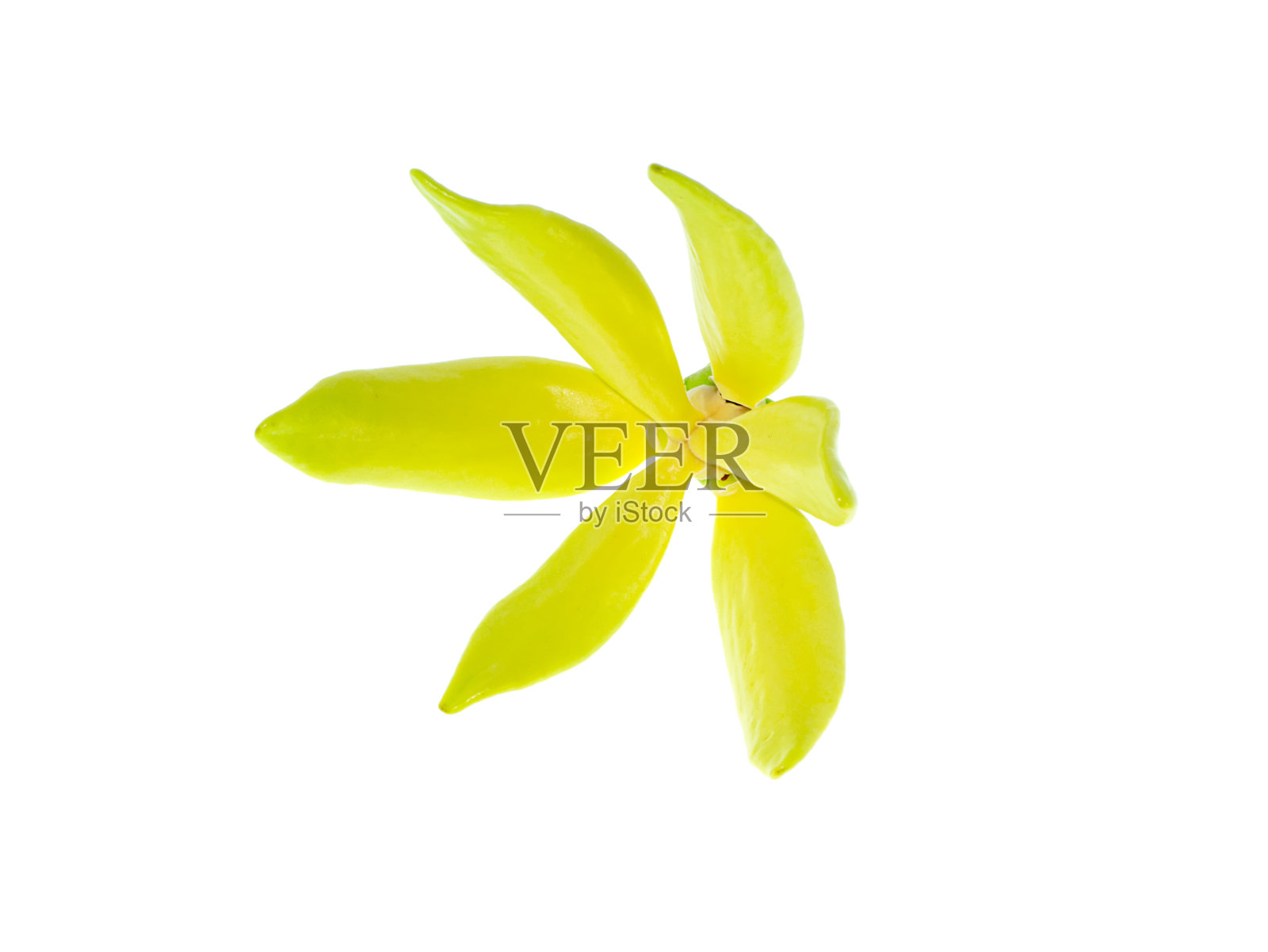 近看依兰树黄色芳香的花朵照片摄影图片