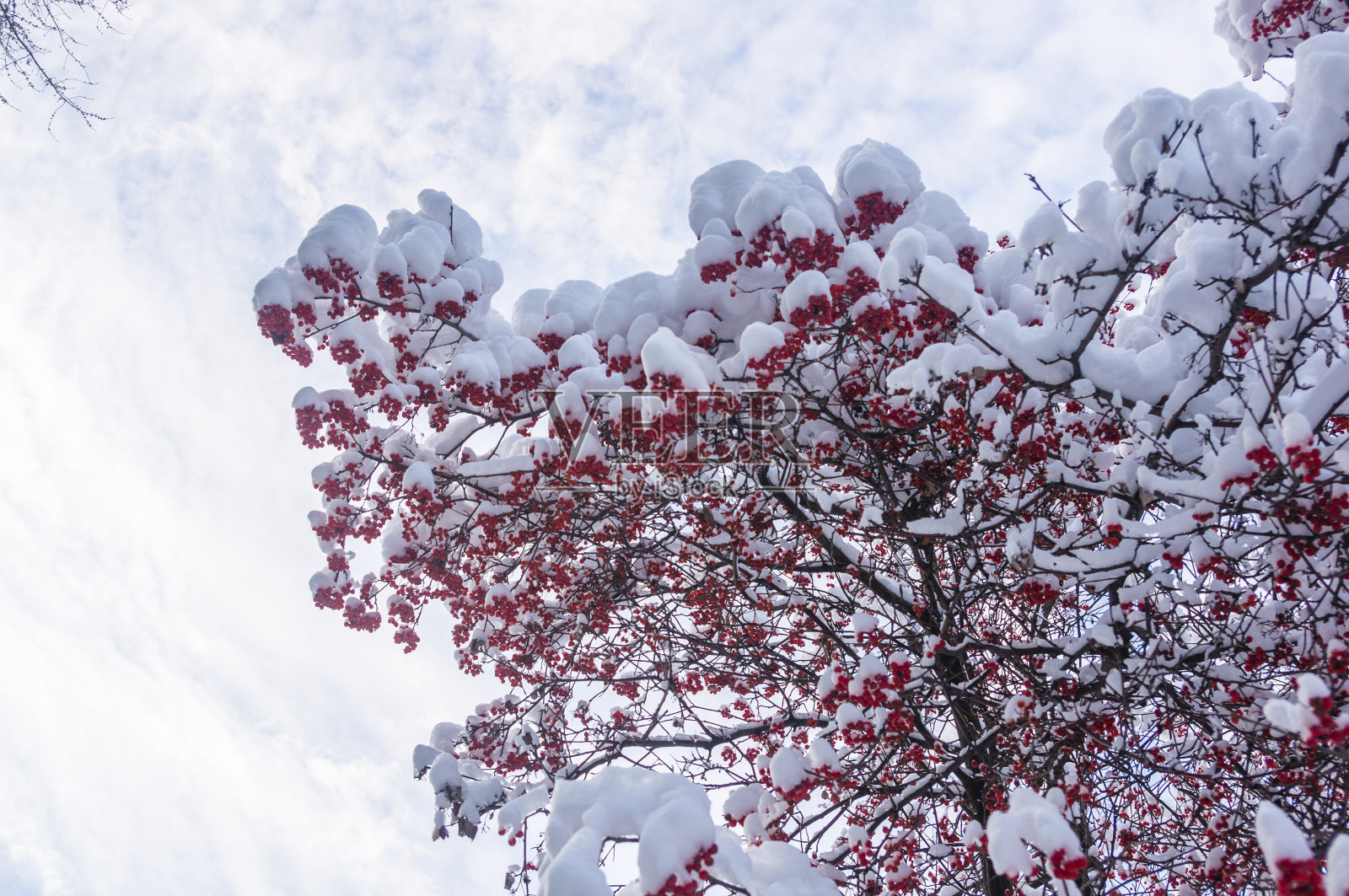 雪中的花楸树，结着红浆果照片摄影图片
