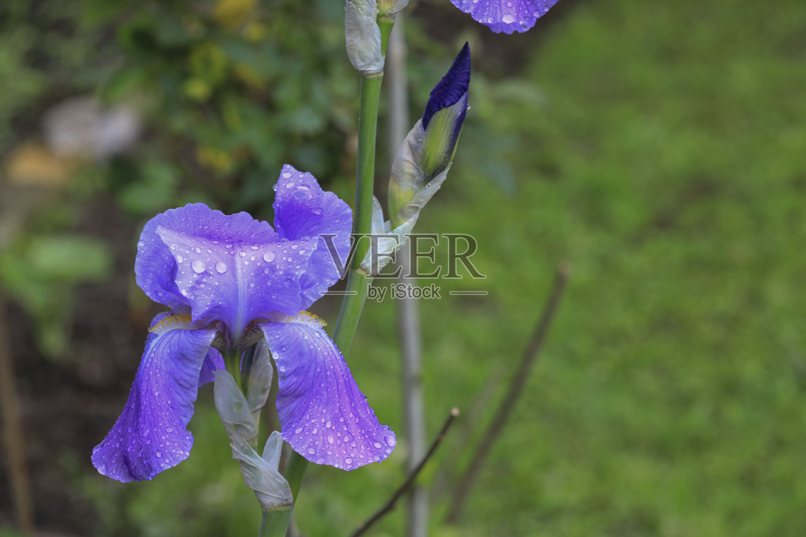 蓝色的淡紫色虹膜照片摄影图片