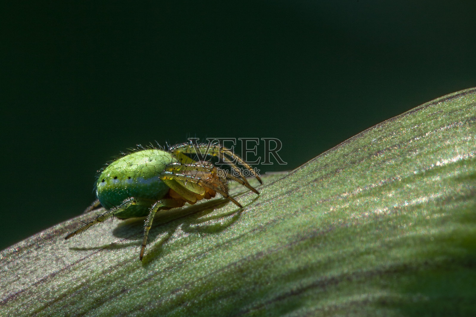 一个绿色植物上的小绿蜘蛛的微距复制空间照片摄影图片