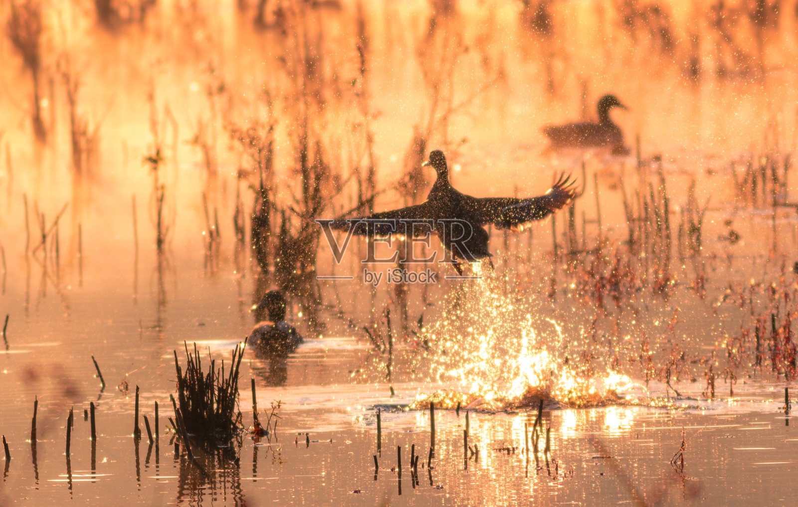 野鸭在日出时起飞，创造了一幅金色雾的神奇景象照片摄影图片