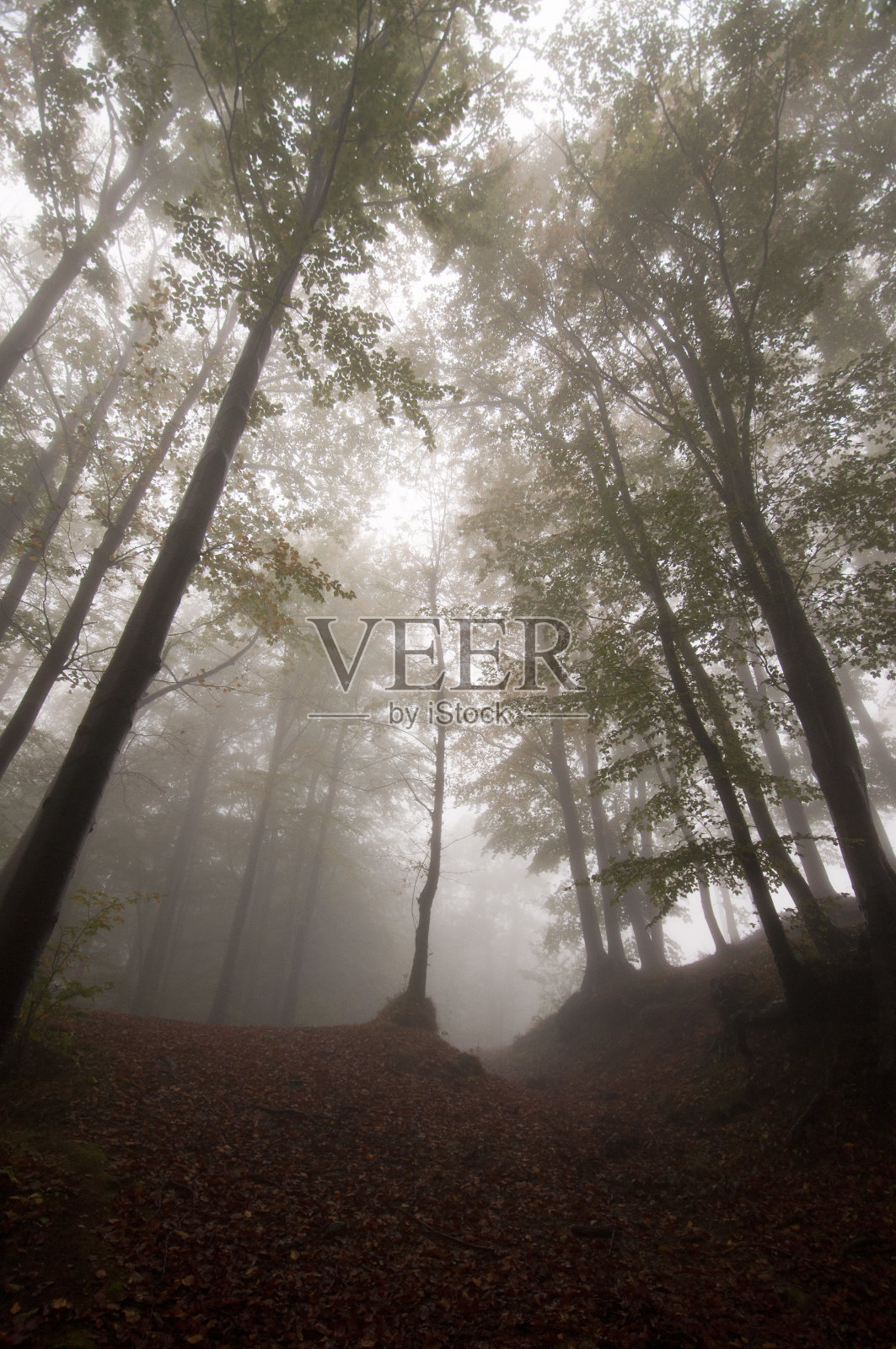 森林里的树木顶着天空照片摄影图片