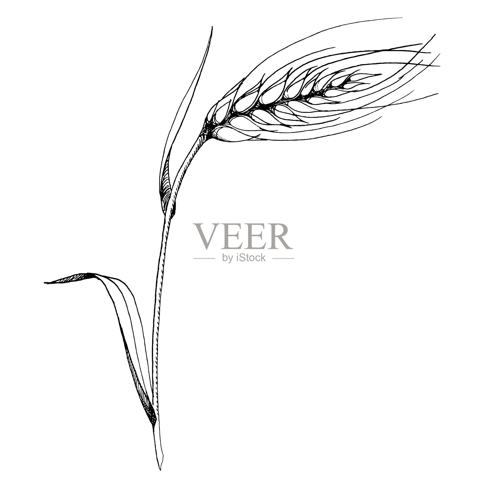 小麦的载体穗。黑白篆刻水墨艺术。孤立的spica插图元素。插画图片素材