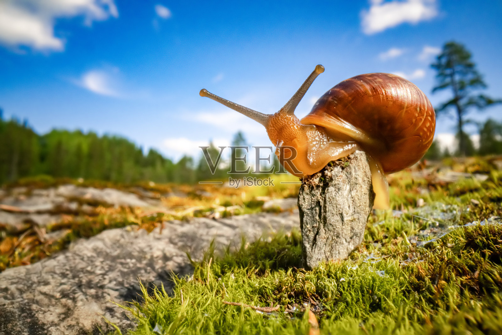 蜗牛缓慢爬行的超微距特写照片摄影图片