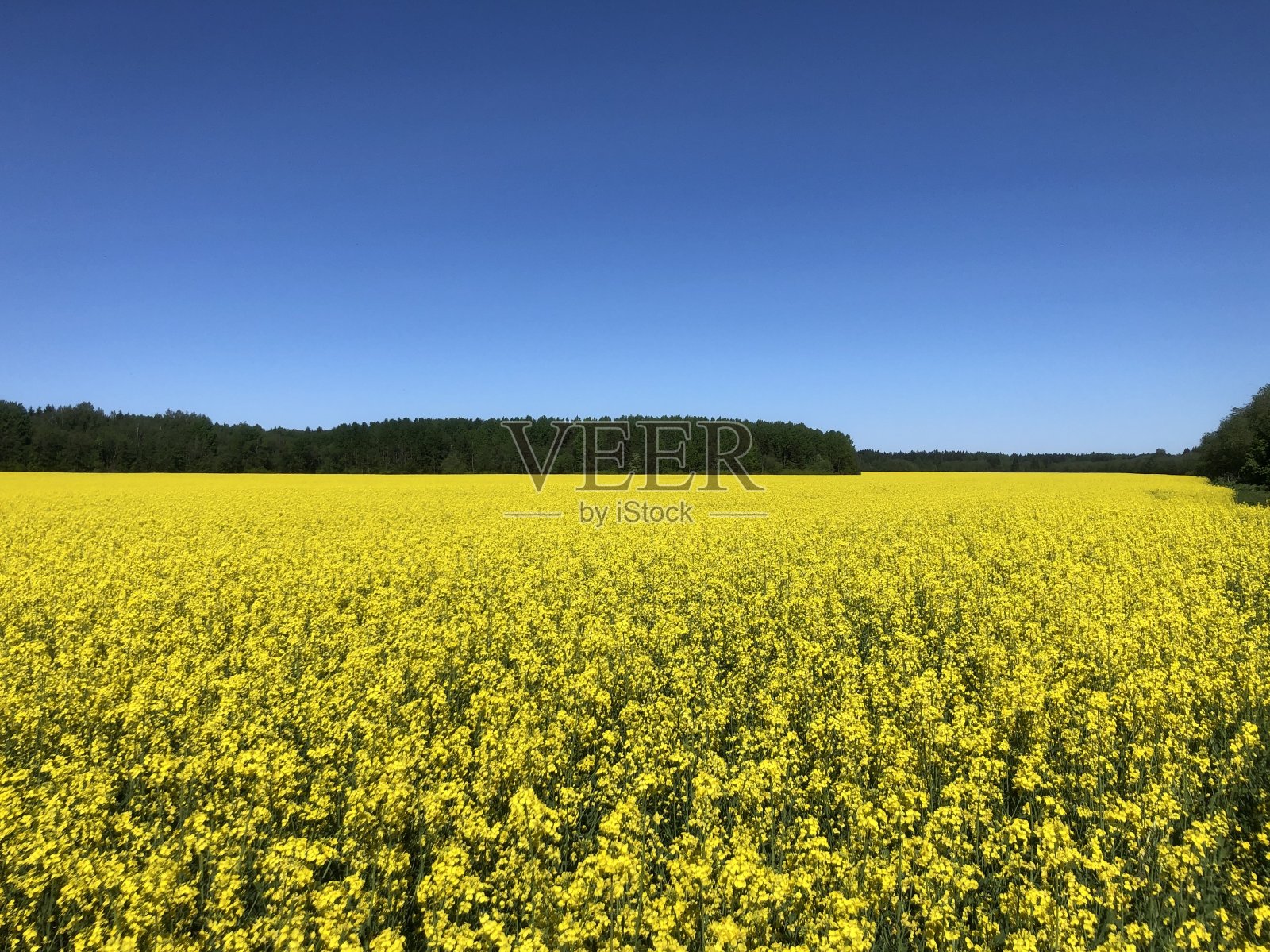 保罗照片摄影图片