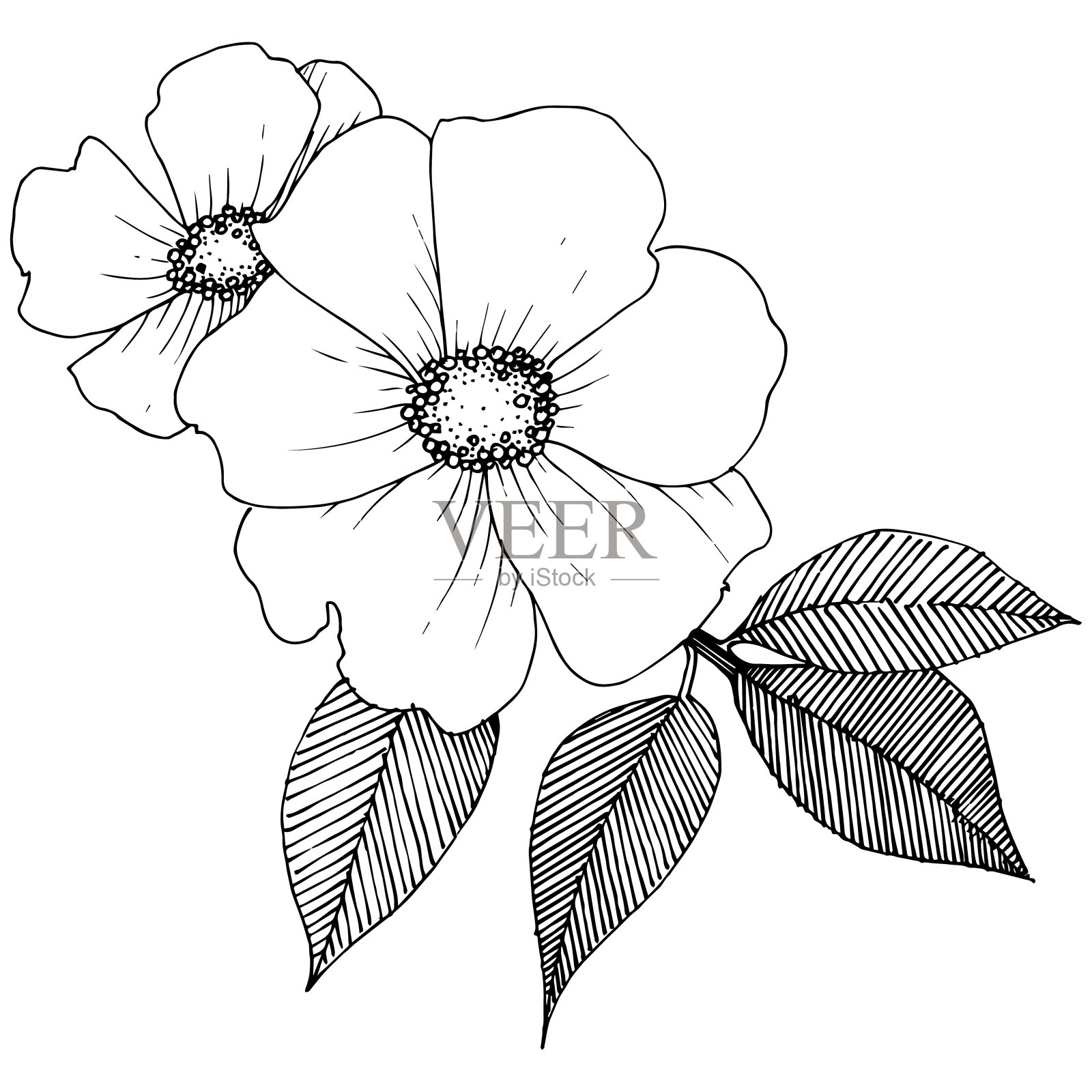 野玫瑰在一个载体风格孤立。插画图片素材