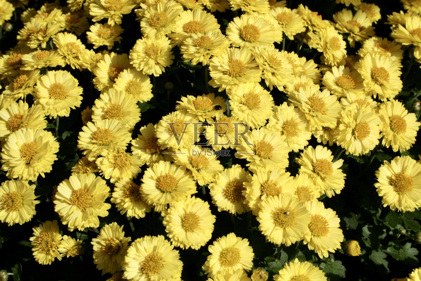 灿烂的菊花颜色照片摄影图片