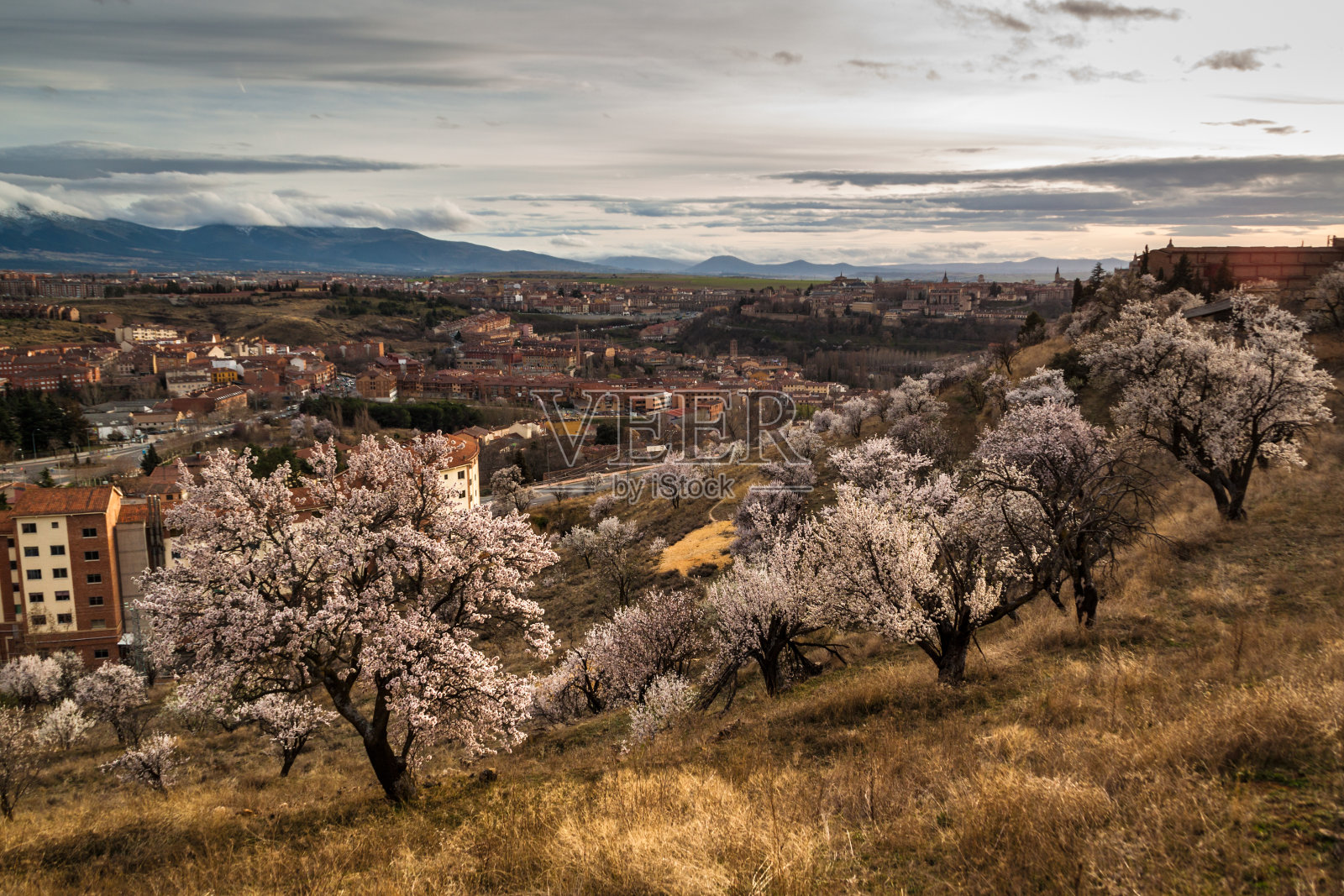 杏花田，季节景观摄影。塞戈维亚，卡斯蒂利亚León，西班牙。照片摄影图片