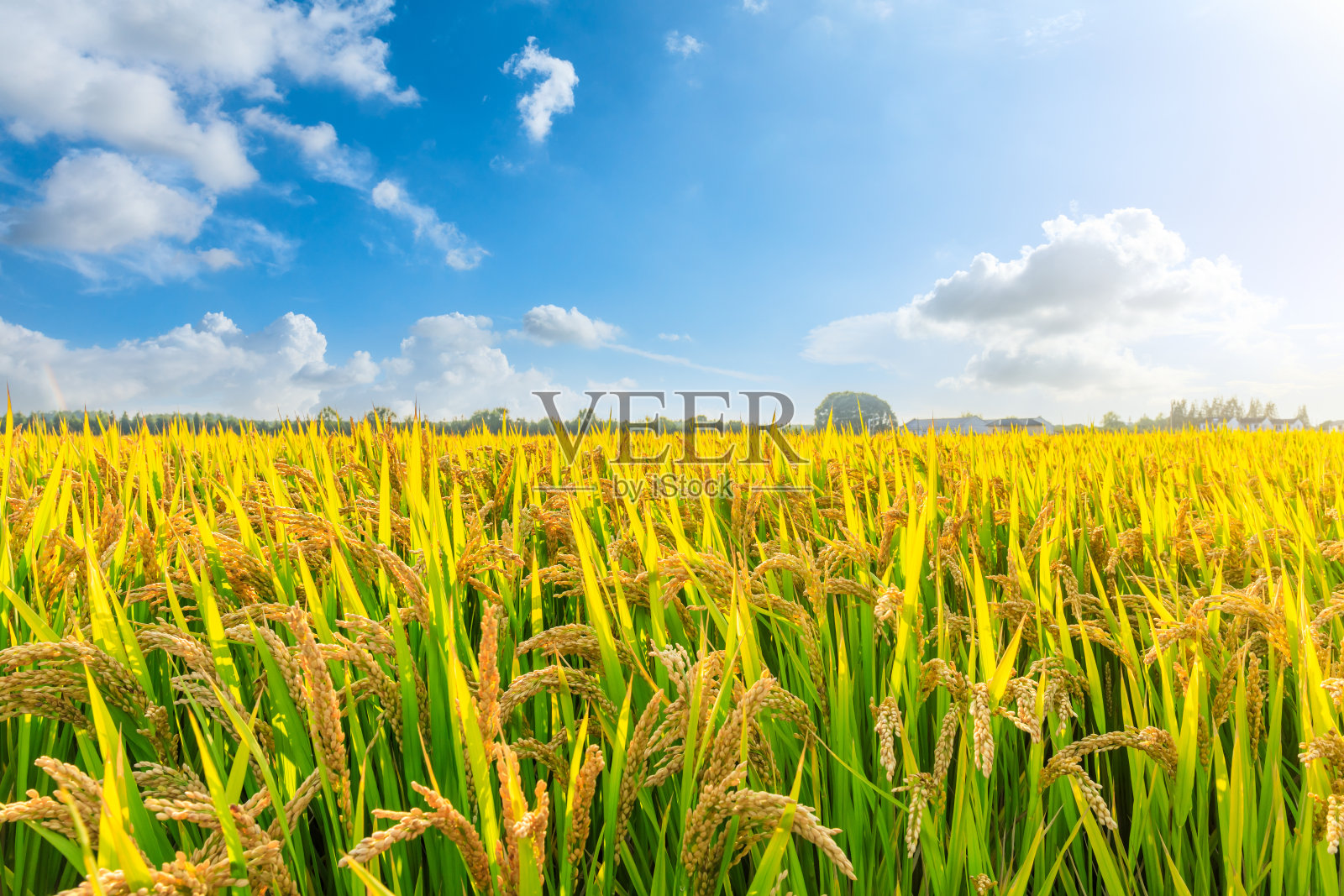 成熟的稻子和白天美丽的天空照片摄影图片