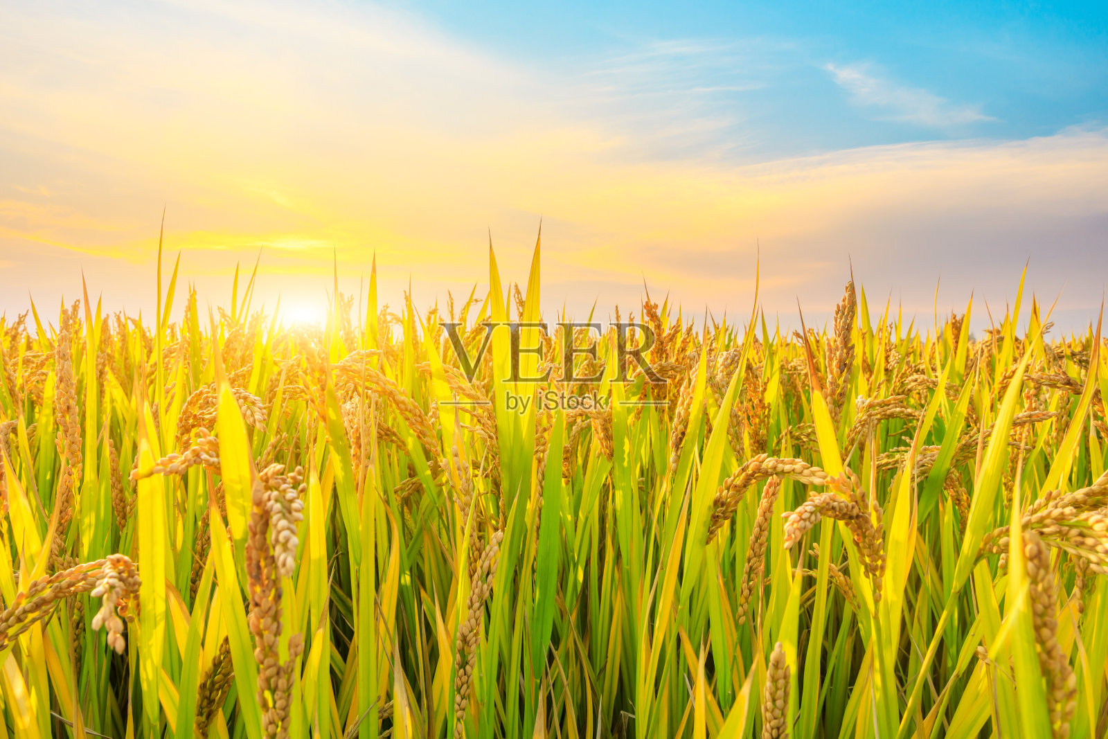 成熟的稻子和美丽的日落天空照片摄影图片