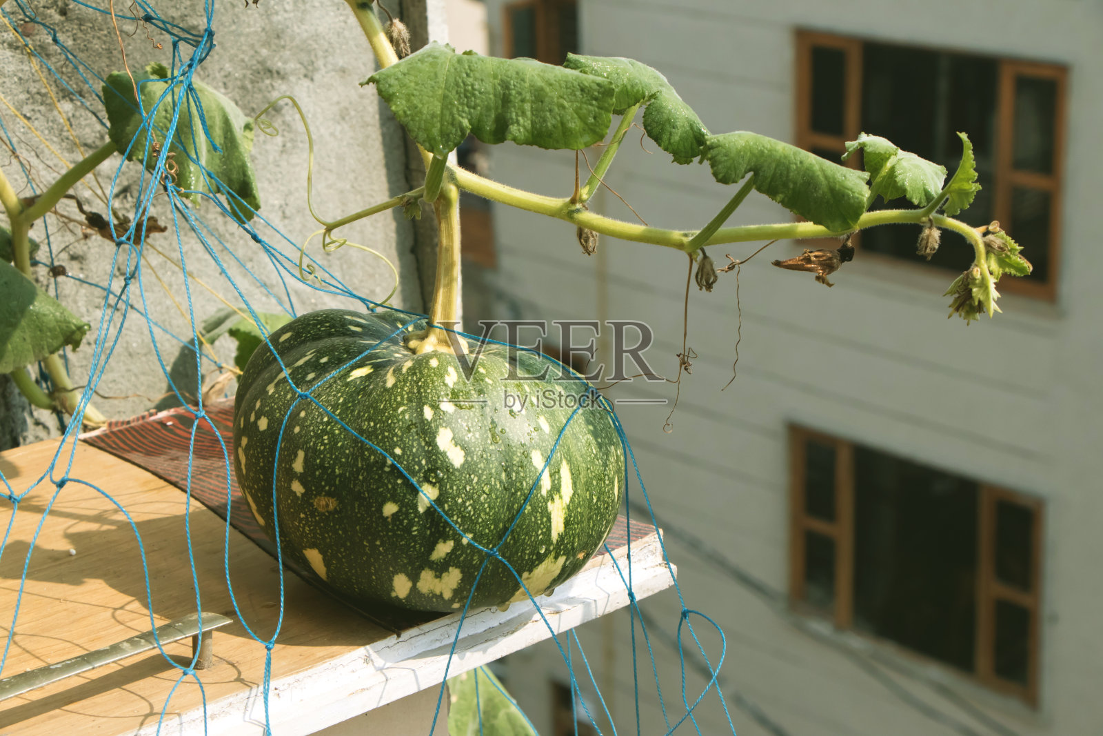 南瓜生长在屋顶植物在城市建筑的生活方式照片摄影图片