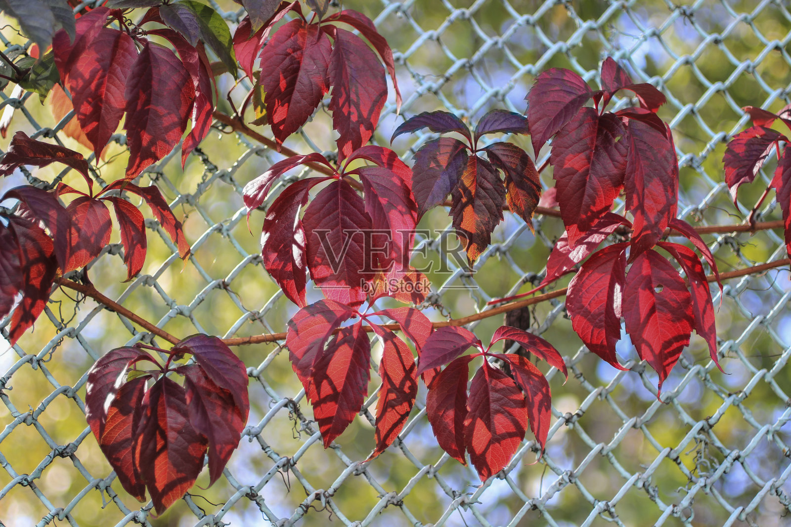 金属网上的红色常青藤叶子照片摄影图片