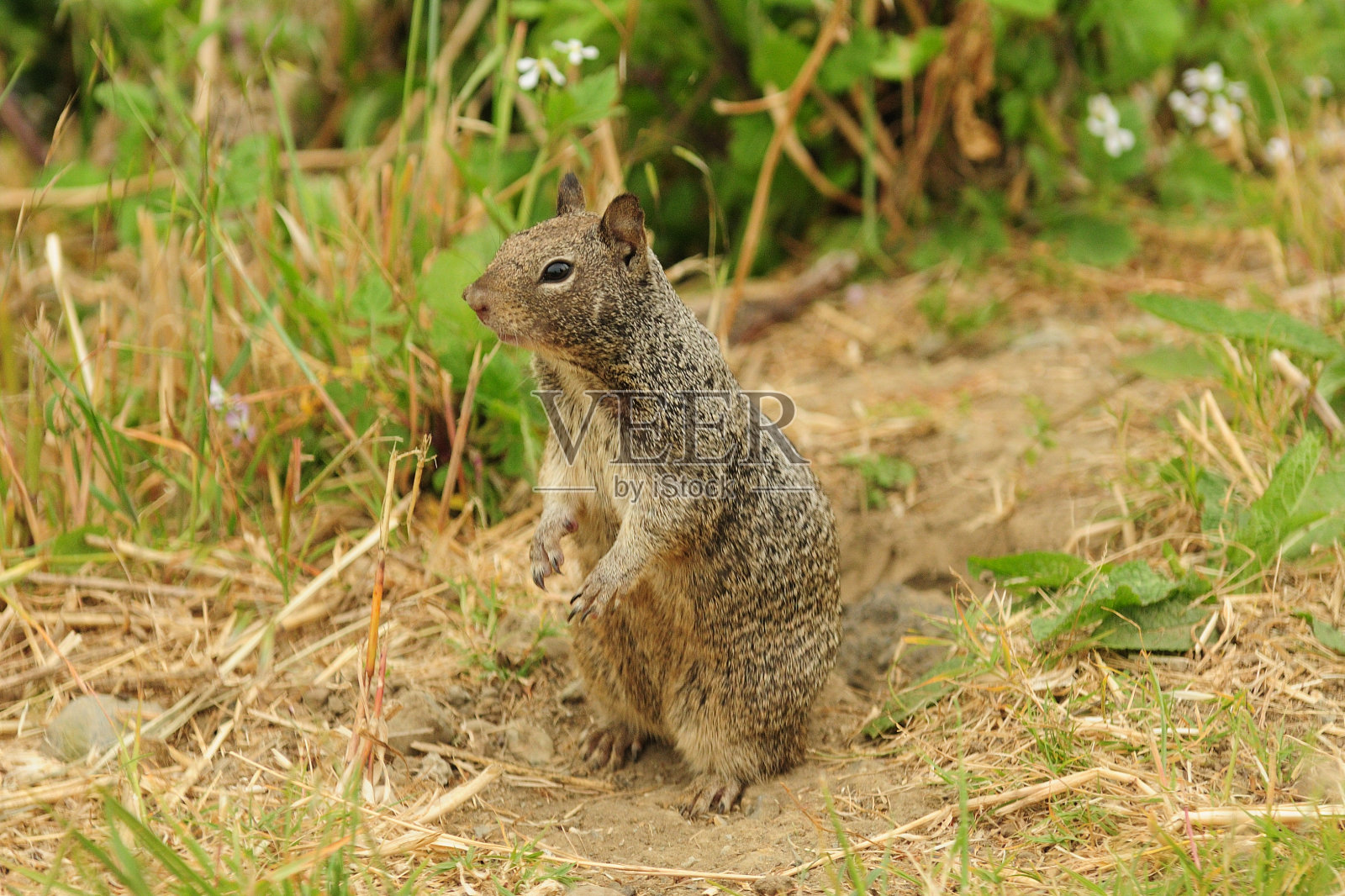 坐直的美国松鼠照片摄影图片