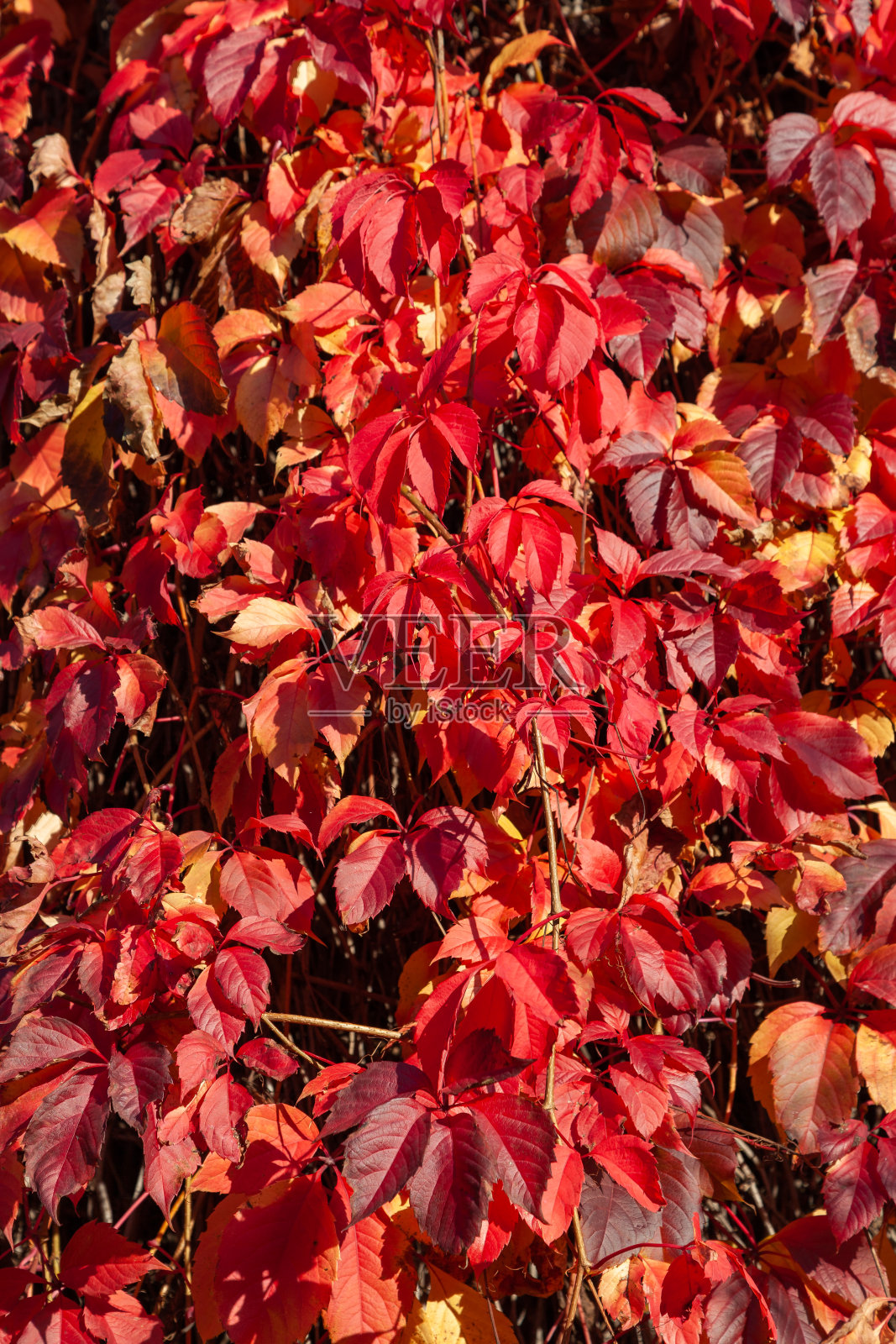 野酒是在爬墙。在秋天，颜色变成了鲜红色。这面墙被这种美丽的植物完全覆盖了。照片摄影图片