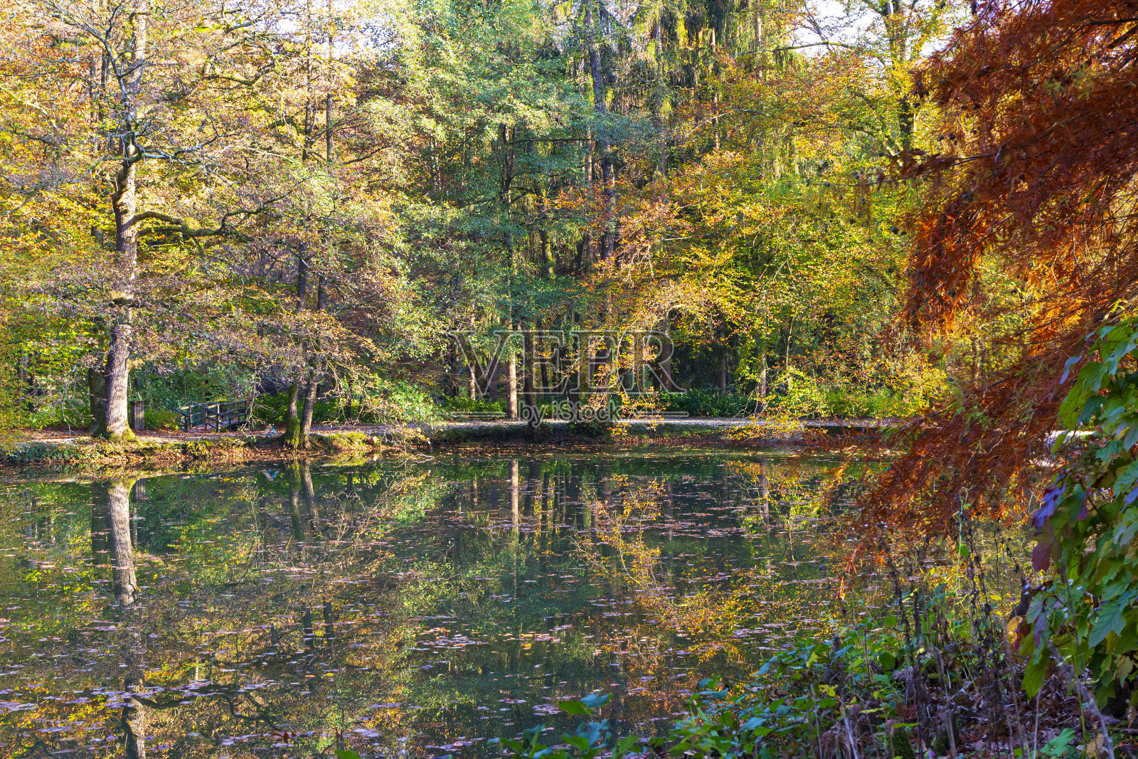 湖泊在植物园照片摄影图片