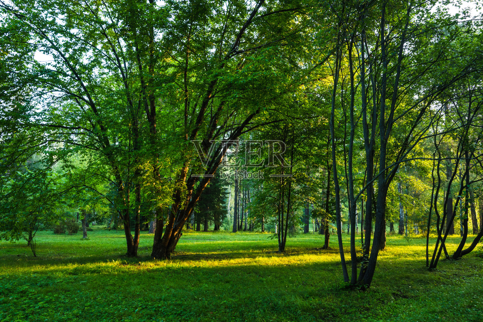 夏日公园的景色照片摄影图片
