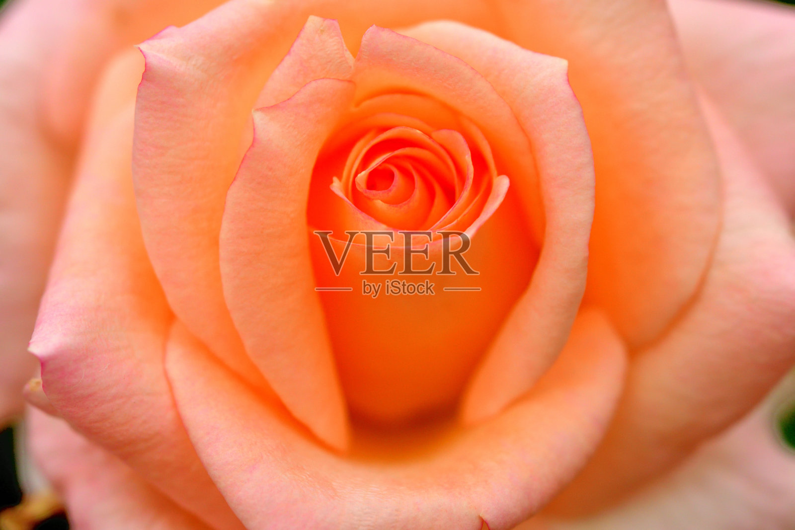 玫瑰花:特写照片照片摄影图片