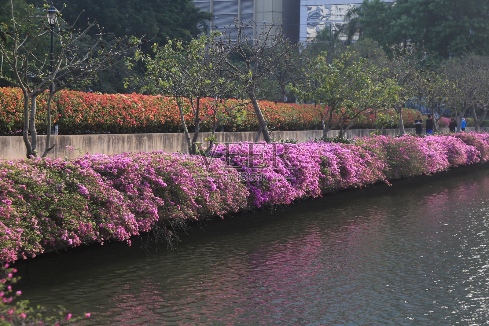 公园里有五颜六色的花照片摄影图片