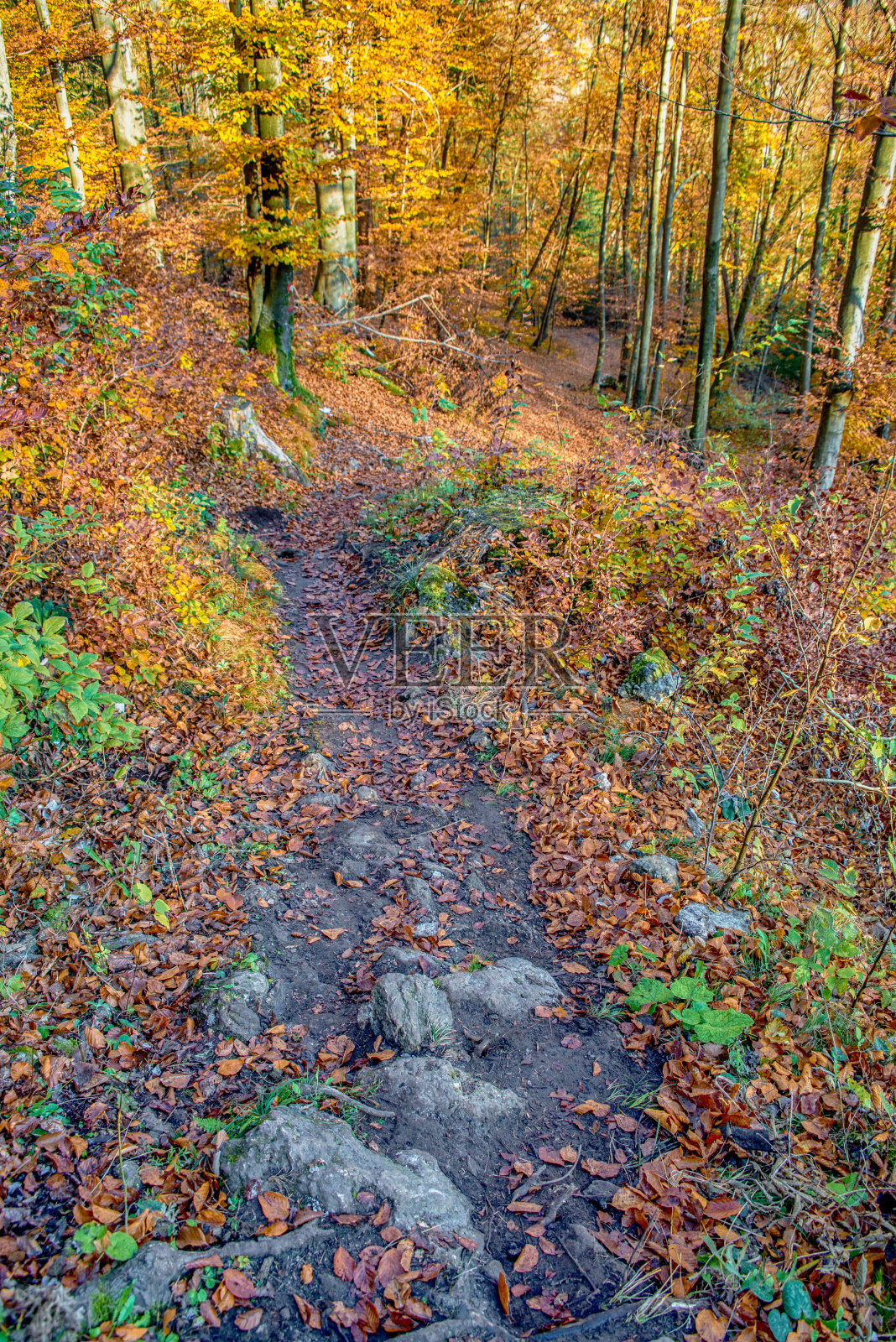 小路在五彩缤纷的秋林里照片摄影图片