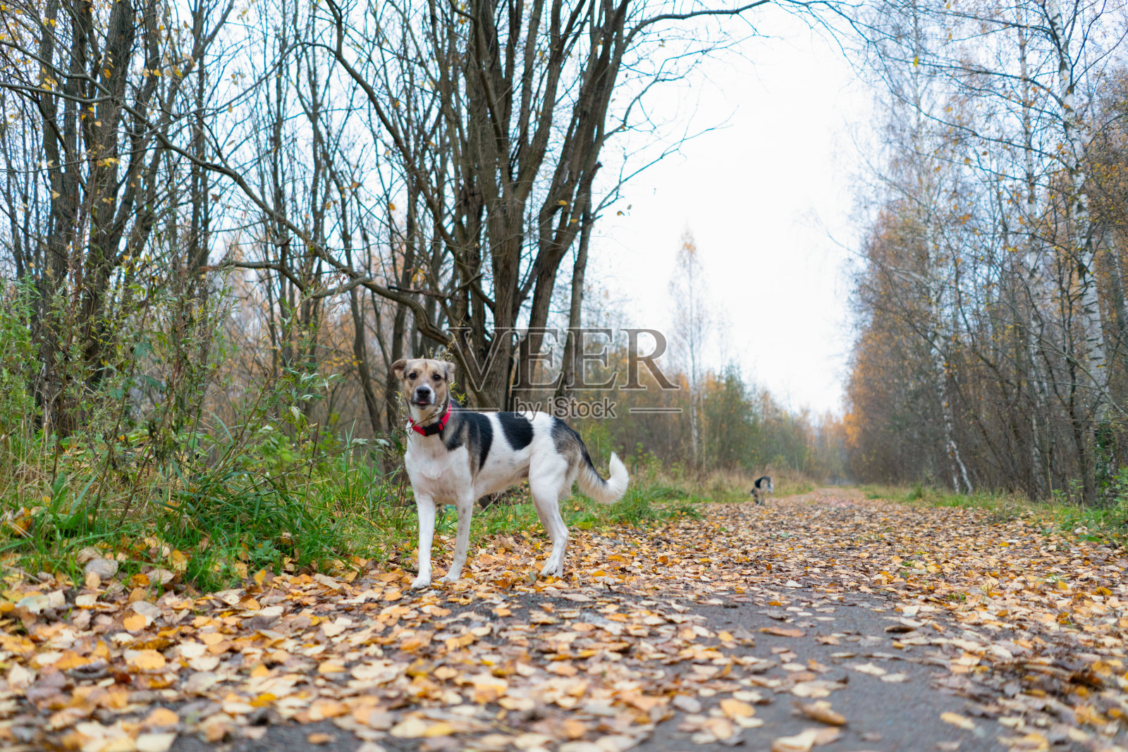 一只漂亮的狗走过秋天的公园，路上有落叶。遛狗。照片摄影图片