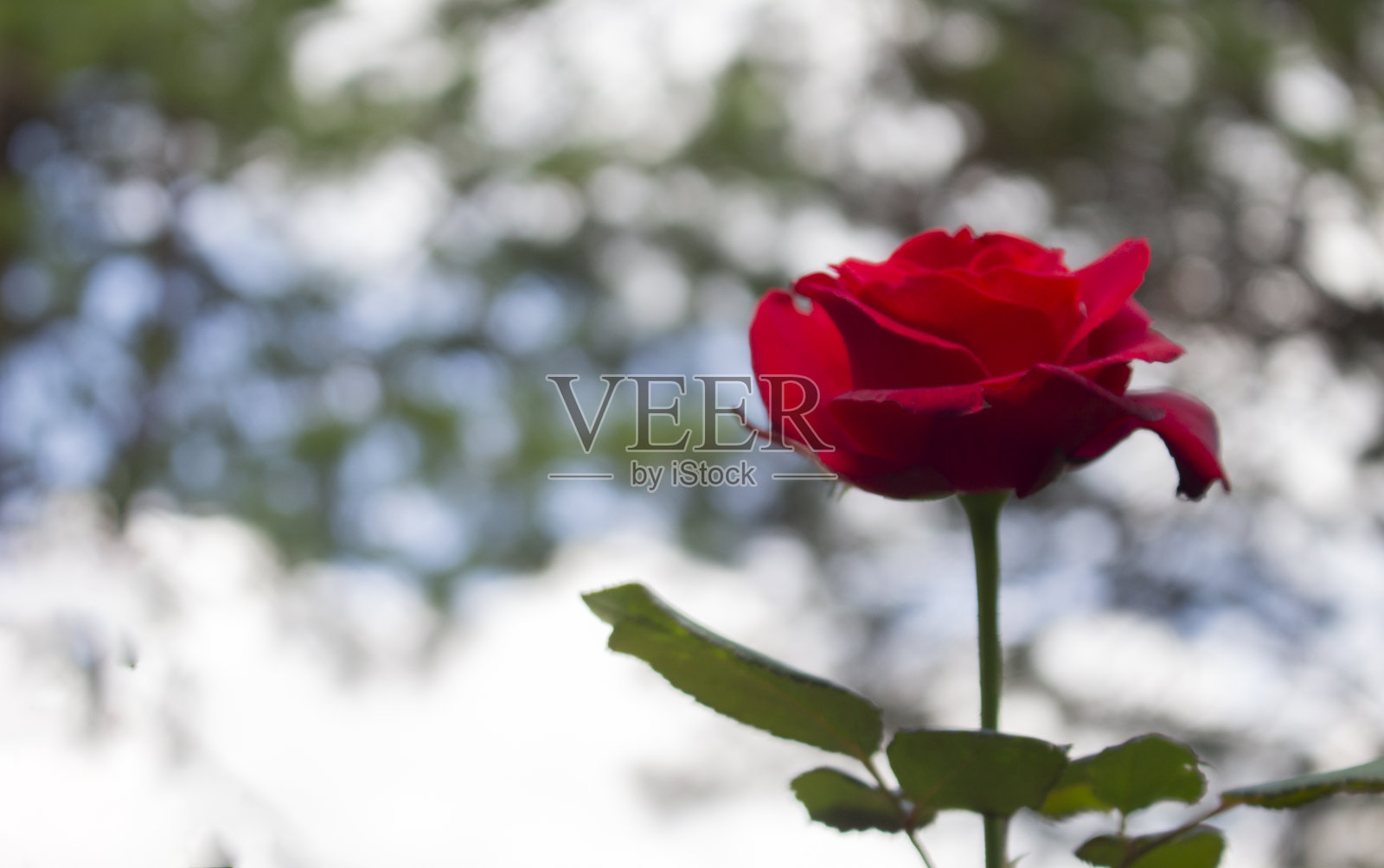 白焦背景上的红玫瑰照片摄影图片