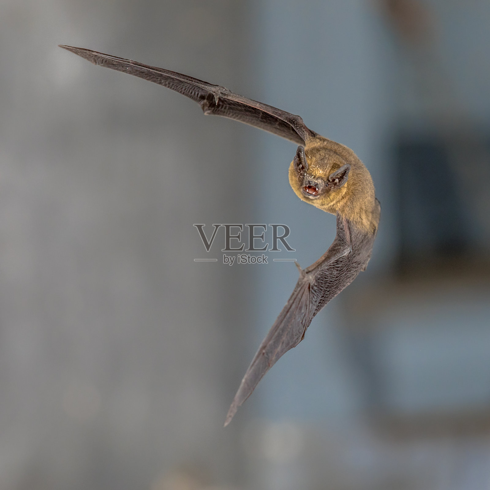 飞行手枪蝙蝠触发闪光照片摄影图片